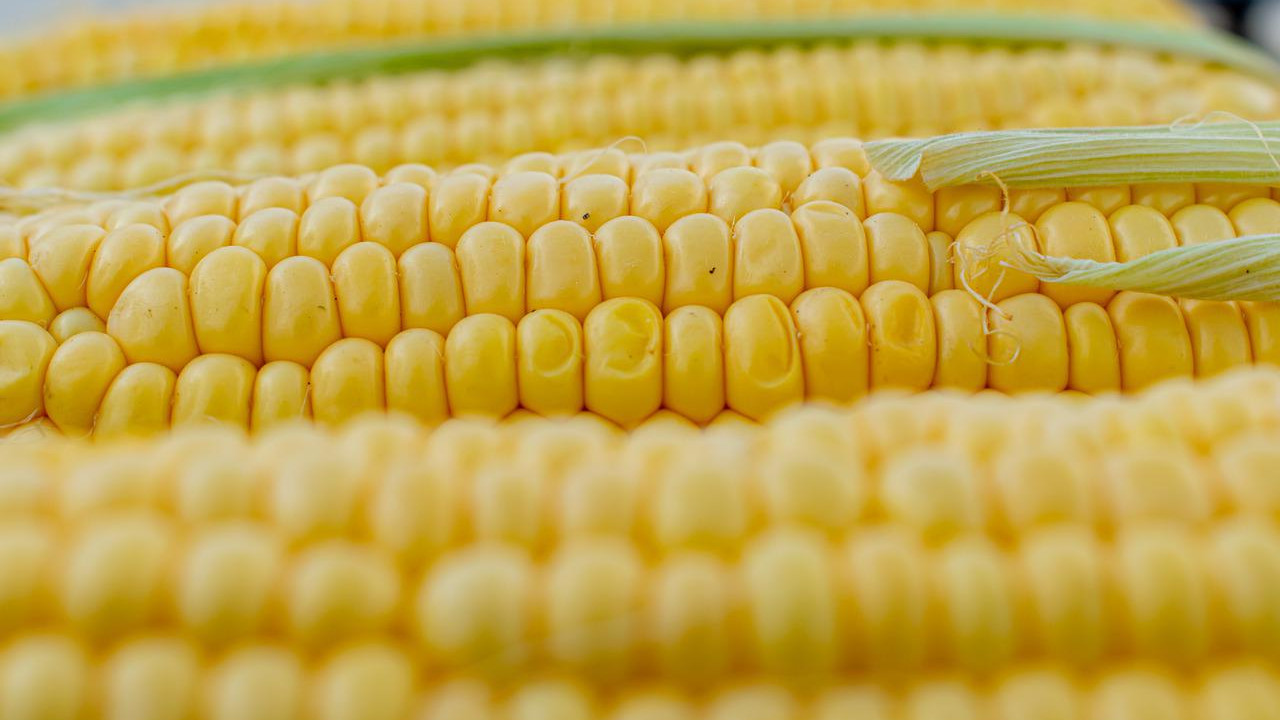 Zbiory kukurydzy